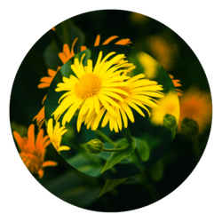 arnica oil 250x250 compressed