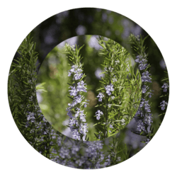 rosemary essential oil 250x250 compressed
