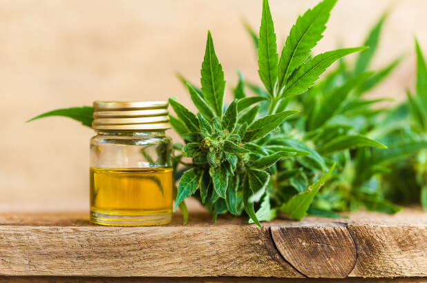 Discover 5 Benefits of Hemp Seed Oil - WholyMe