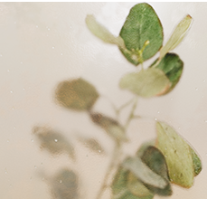 Discover 5 Benefits of Eucalyptus Oil