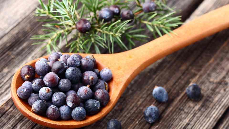 What Are the Benefits of Juniper Essential Oils