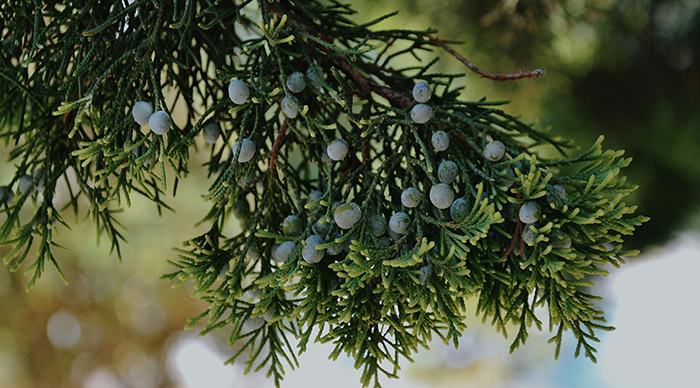 What Are the Benefits of Juniper Essential Oils