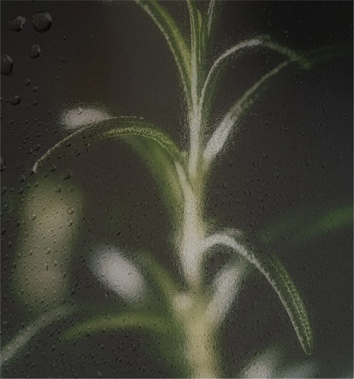 How to Use Rosemary Oil for Better Health